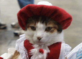 Christmas cat