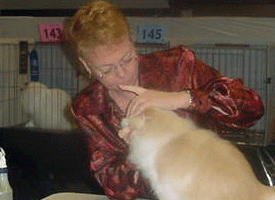 Diana Rothermel judging cream and white bi-color Persian