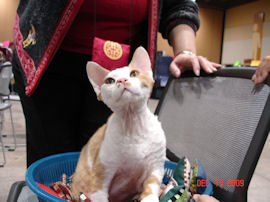 Devon Rex getting ready for the ring