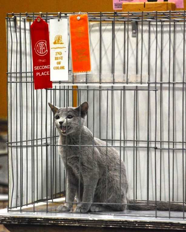 Russian Blue kitten caroling - Cable