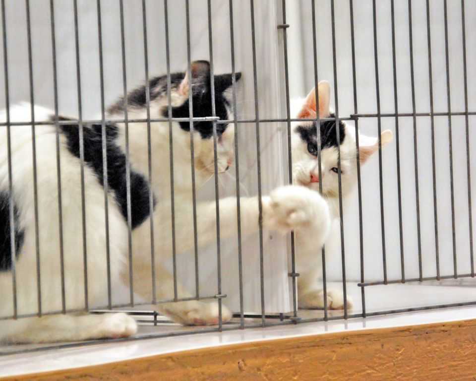 LH Japanese Bobtail kittens - Cable