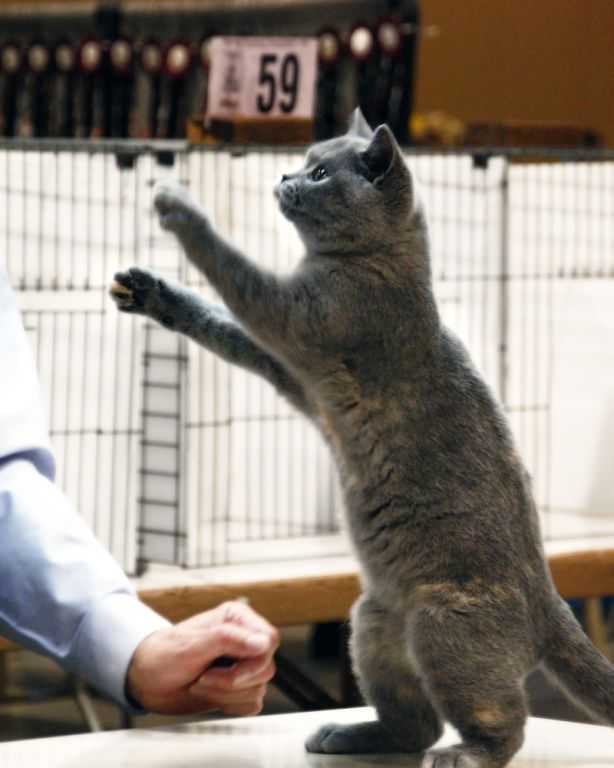 British shorthair kitten - Cable