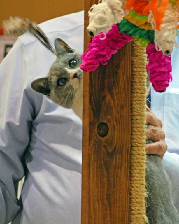 British SH kitten exploring the judging ring - Cable