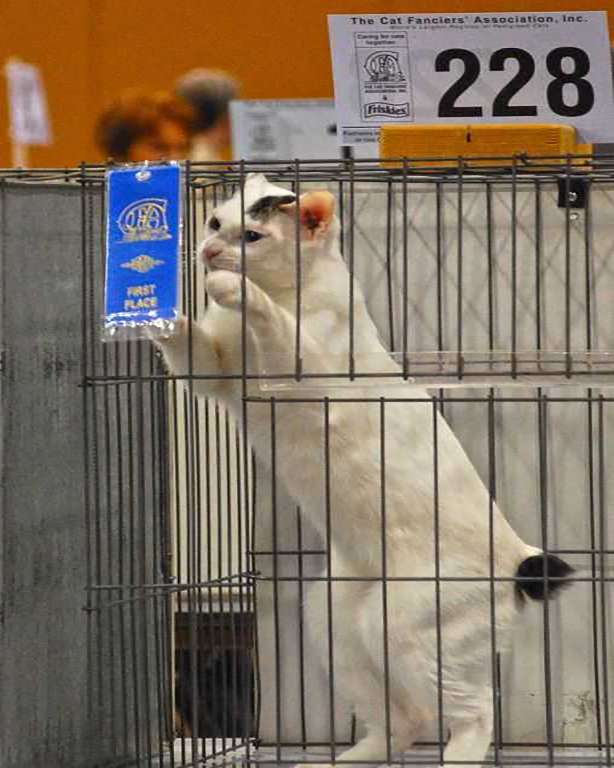 Cat in a cage