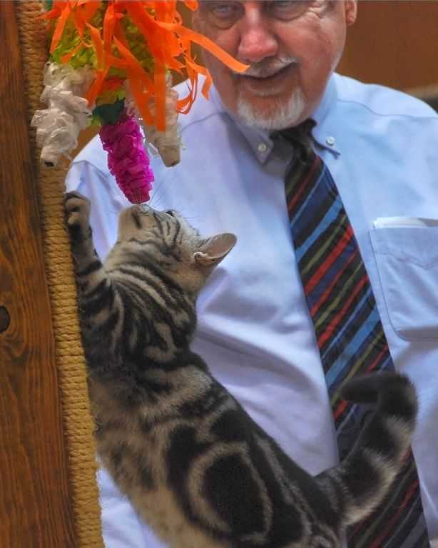 Wain Harding and American SH kitten