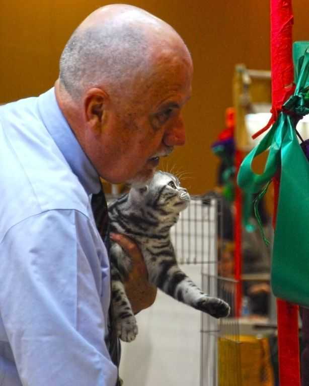 American SH kitten in the Xmas spirit - Cable