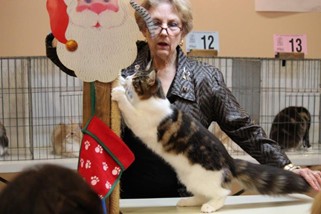 Photo from the 2012 cat show
