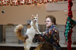 Photo from the 2012 cat show