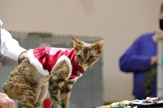 Photo from the 2012 cat show
