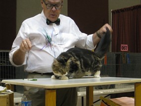Photo from the 2012 cat show