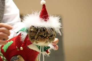 Photo from the 2012 cat show