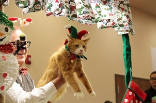 Photo from the 2012 cat show