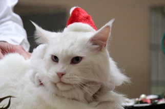 Photo from the 2012 cat show