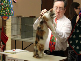 Photo from the 2012 cat show