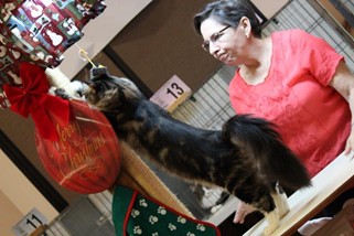 Photo from the 2012 cat show