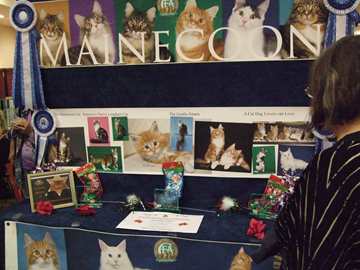 Maine Coon breed display