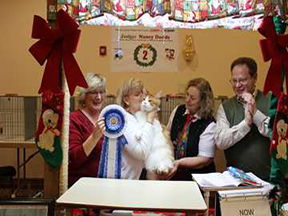 Another Maine Coon winner