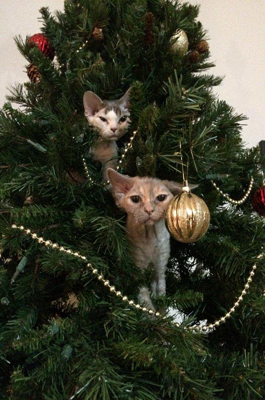 Cat Christmas tree