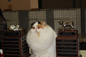 Craig Rothermel award winner for best cat in championship