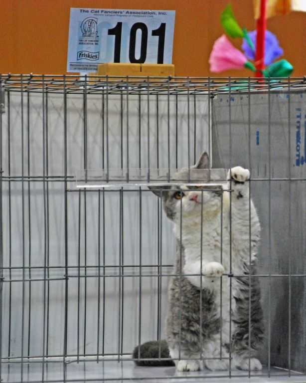 Selkirk Rex kitten waiting to be judged - Cable